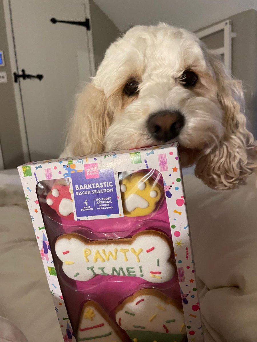 Daisy Dog tweet media