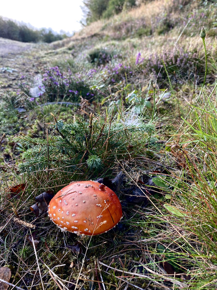 AilishSinclair's tweet image. May unexpected magic brighten your day today ✨