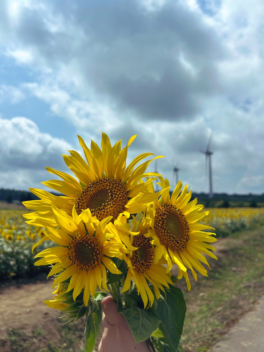 mjs_hachioji's tweet image. 本日もお疲れさまです☀️
株式会社ミロク情報サービス八王子支社です!
夏休みの思い出🌻
@福島県布引風高原ひまわり畑
満開のひまわりと風車が立ち並んでおり、圧巻でした✨
#ミロク情報サービス #MJS #MJS八王子支社 #企業公式 #企業公式つぶやき部 #福島 #郡山 #ひまわり
