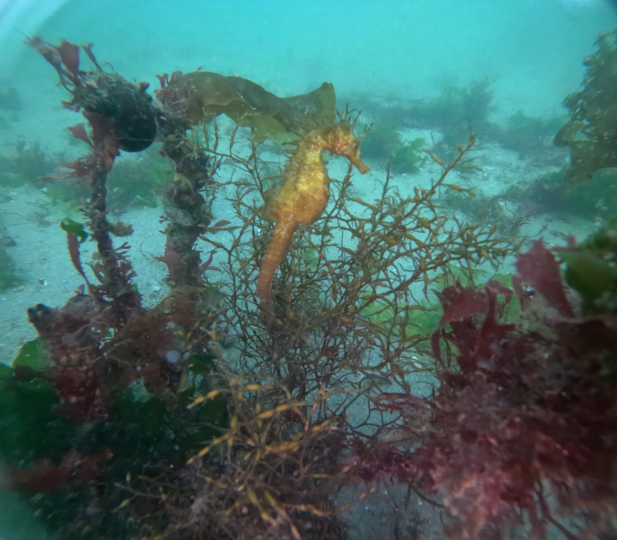carlosbotana12's tweet photo. Seguimos sumando visualizaciones de caballitos de mar en el @PuertoDeVigo , esta vez en la escollera de Bouzas cerca de donde va a estar el observatorio submarino Peiraos @Hippo_DEC https://t.co/fbCfpcVsI3