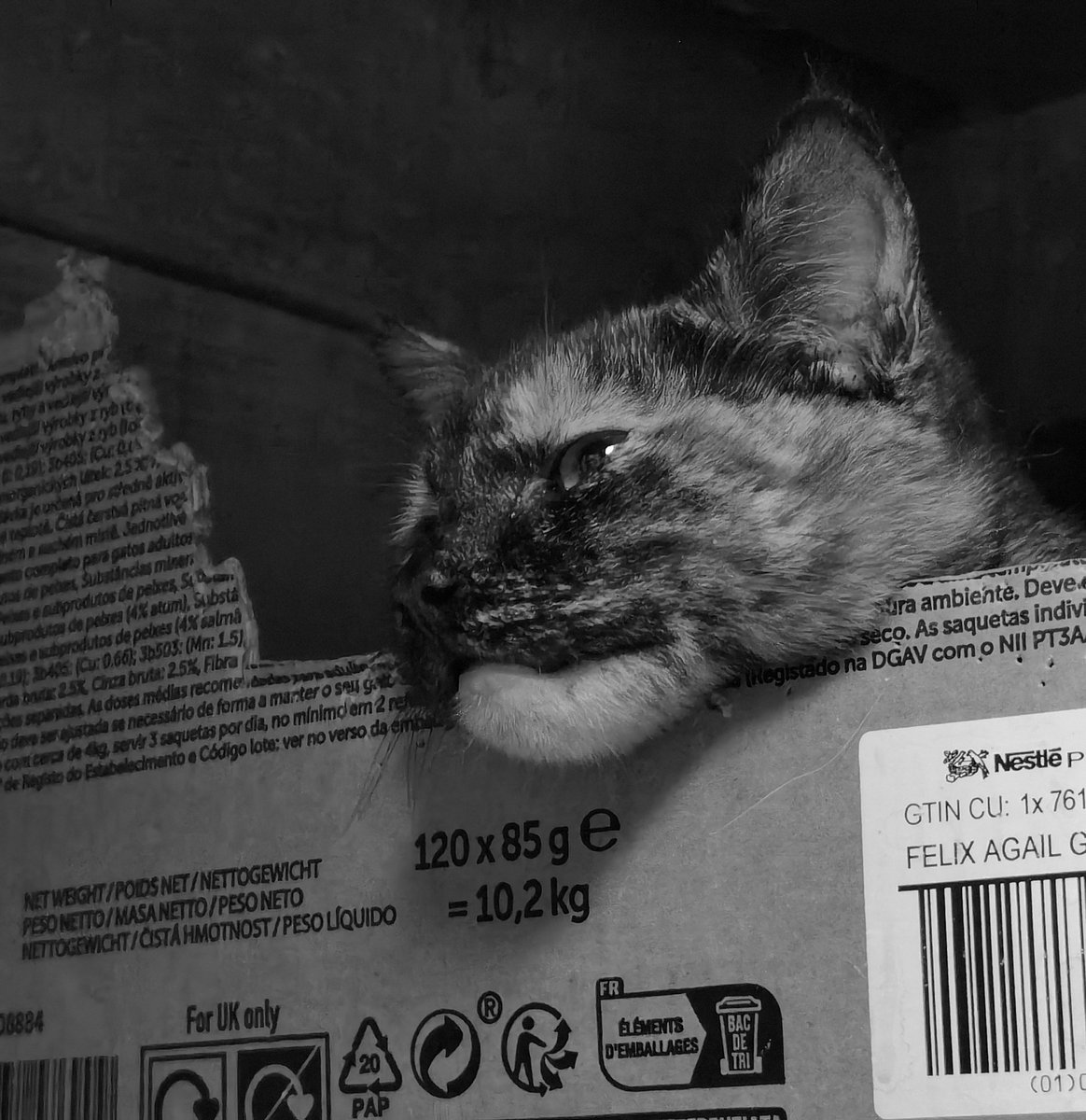 Good Morning 🤞 🌄 ☕ 😹🖖