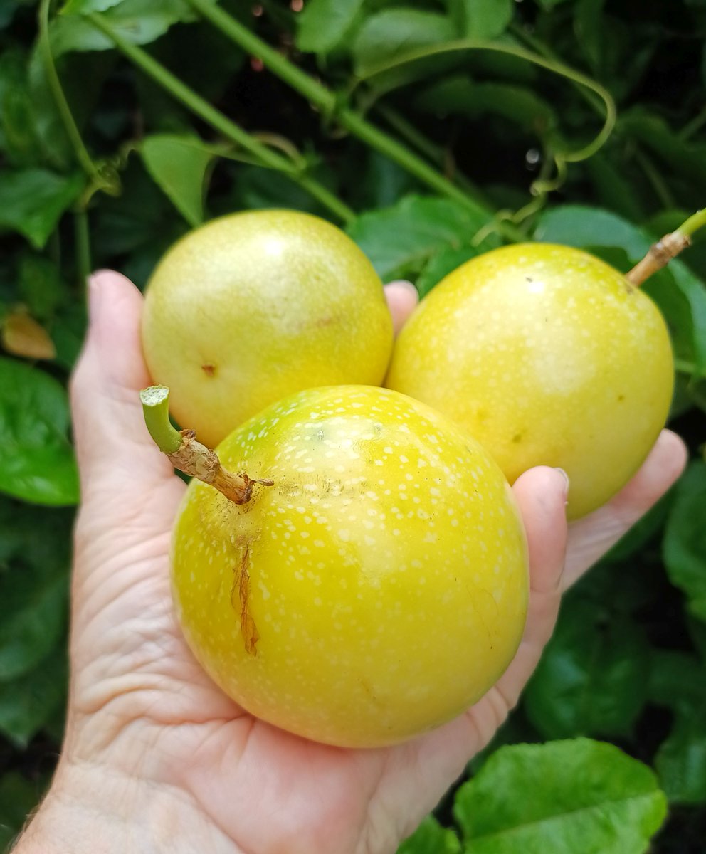 Growing Passion Fruit (Saowarot/เสาวรส) in Hua Hin: Essential Gardening Tips huahinservices.blogspot.com/2025/05/growin…
