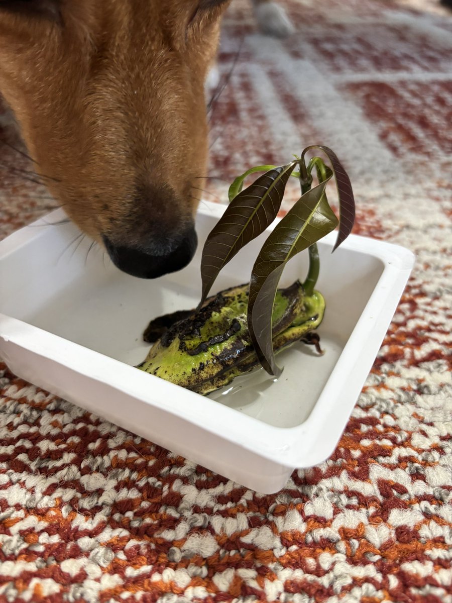 マンゴーの種を土に植える時がやってきた！

これでマンゴーに困らない生活が待ってると思うとワクワクしちゃうね☺️