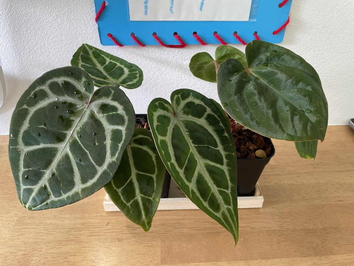 アンスリウム Anthurium
左 'Angel's Dream' x 'Red crystal'
右 hoffmanii x antolakii
娘が管理しており順調！
右の感じがたまらん