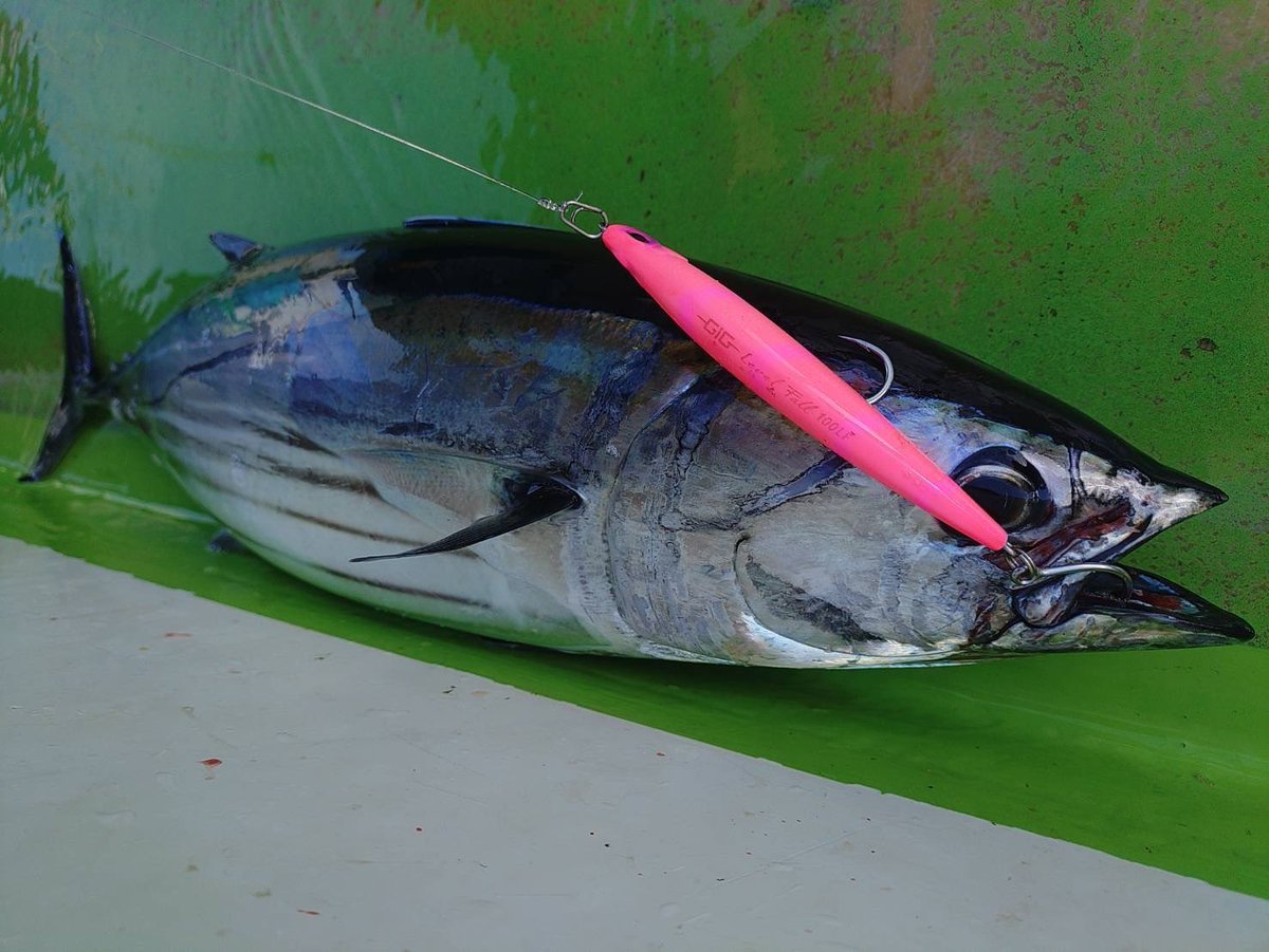 palms_global's tweet photo. Offshore Fishing with GIG GIGANT HOOKS Level fall in Japan 🇯🇵
Rod: Sea Rapture 76ML
Lure: GIG GIGANT HOOKS Level fall 100LF
#palmsfishing #boatfishing #offshorecasting @palms_japan https://t.co/pTnozbnEWj