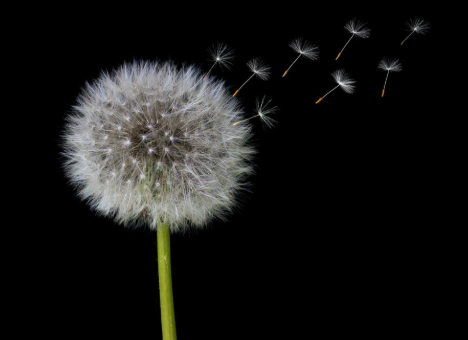 Governor Newsom Press Office (parody) tweet media