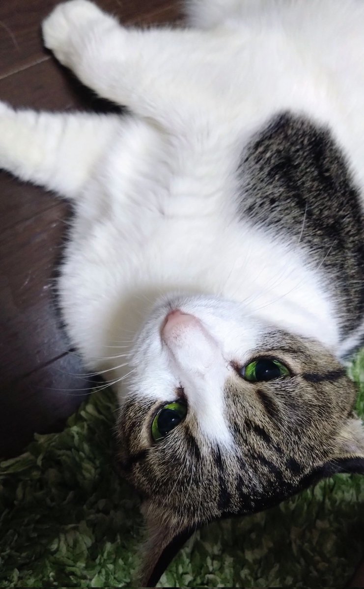 猫柴様おまとめ4点 猫柴様おまとめ4点 猫柴様おまとめ4点