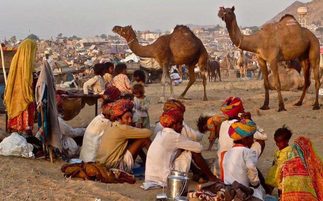 🐪 Pushkar Fair is 40 days away.
Golden dunes. Folk songs. Turbans &amp; colors. 

And at its heart - camels, the desert’s lifeline.

Their numbers may be falling, but with innovation, pride &amp; policy, Rajasthan can is keeping this heritage alive.

#PushkarFair #BySubodh