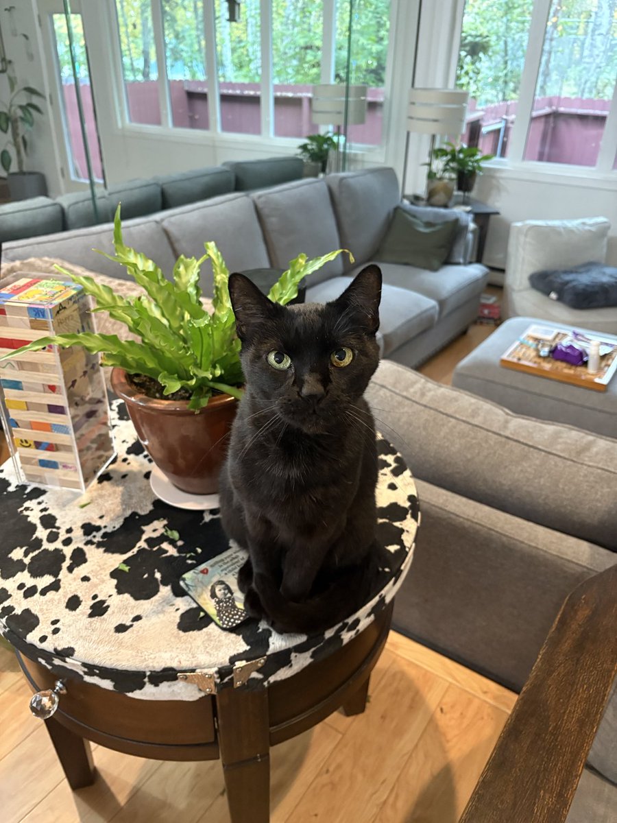 BraswellTodd's tweet photo. Macca says hi! https://t.co/64T2fI5a5k