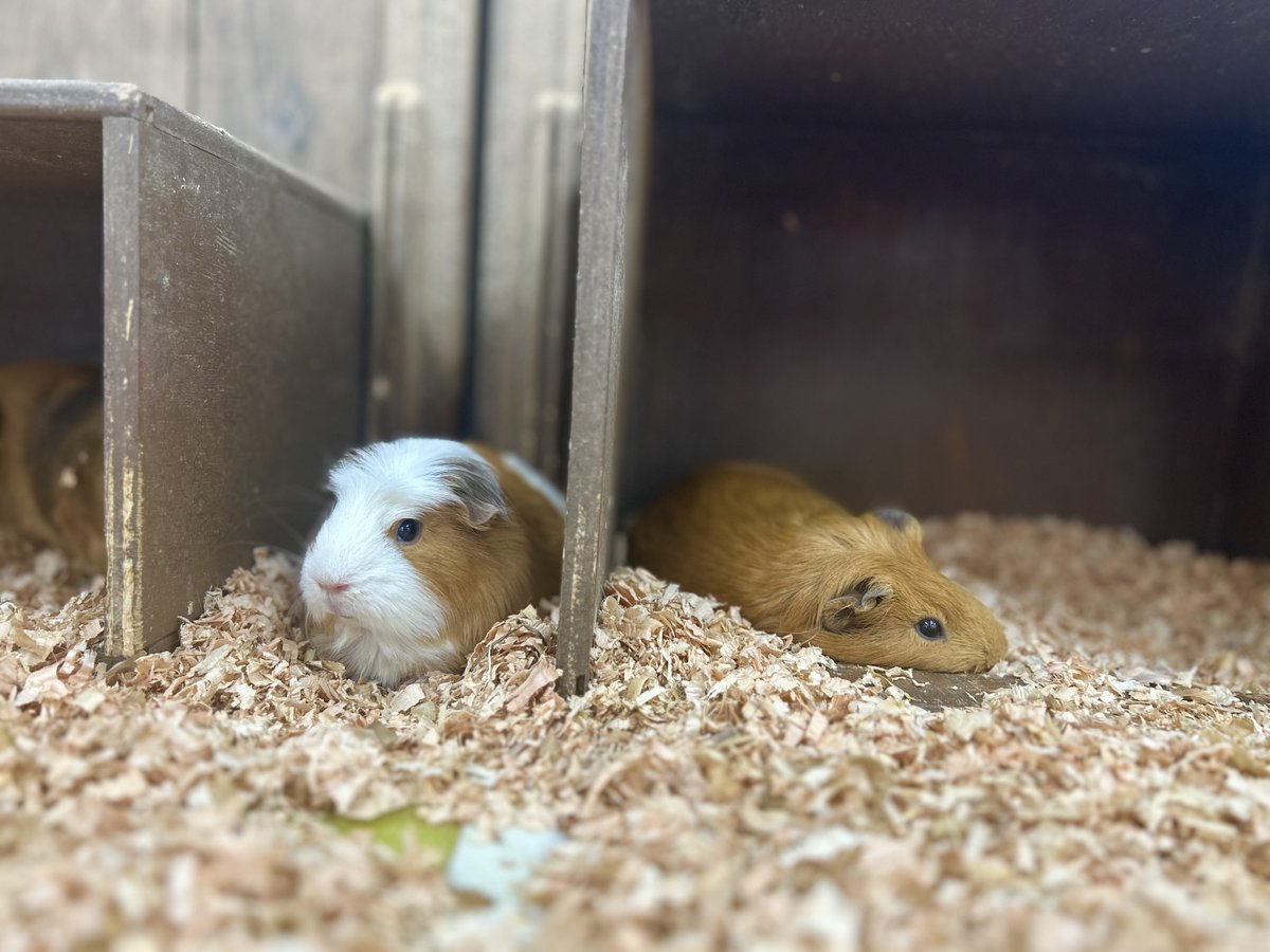 ＼ゆめぼく！飼育員カメラ／

モルモットのキャラメルちゃん✨
頭のつむじが特徴的な「クレステッド」という種類のモルモットさんです🩵

お友達のおいなりちゃんとのツーショットもどうぞ🥰

＃成田ゆめ牧場　＃ゆめ牧場　＃モルモット　＃クレステッド