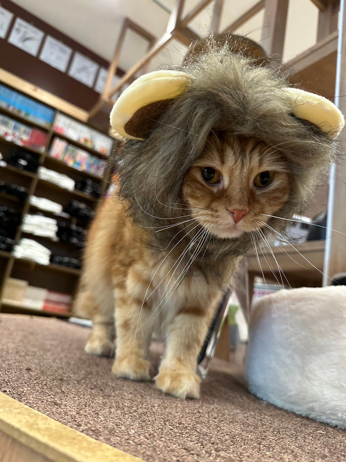 猫大好きさん専用　ハロウィン 猫好きさんのための猫グッズ専門店Oh MY CAT🐈‍⬛ (@ohmycat22