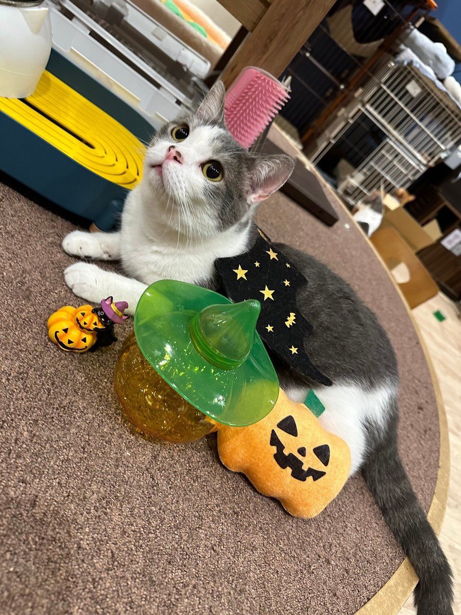 猫大好きさん専用　ハロウィン BAKENEKO CAFE｜化猫茶屋 on X: 