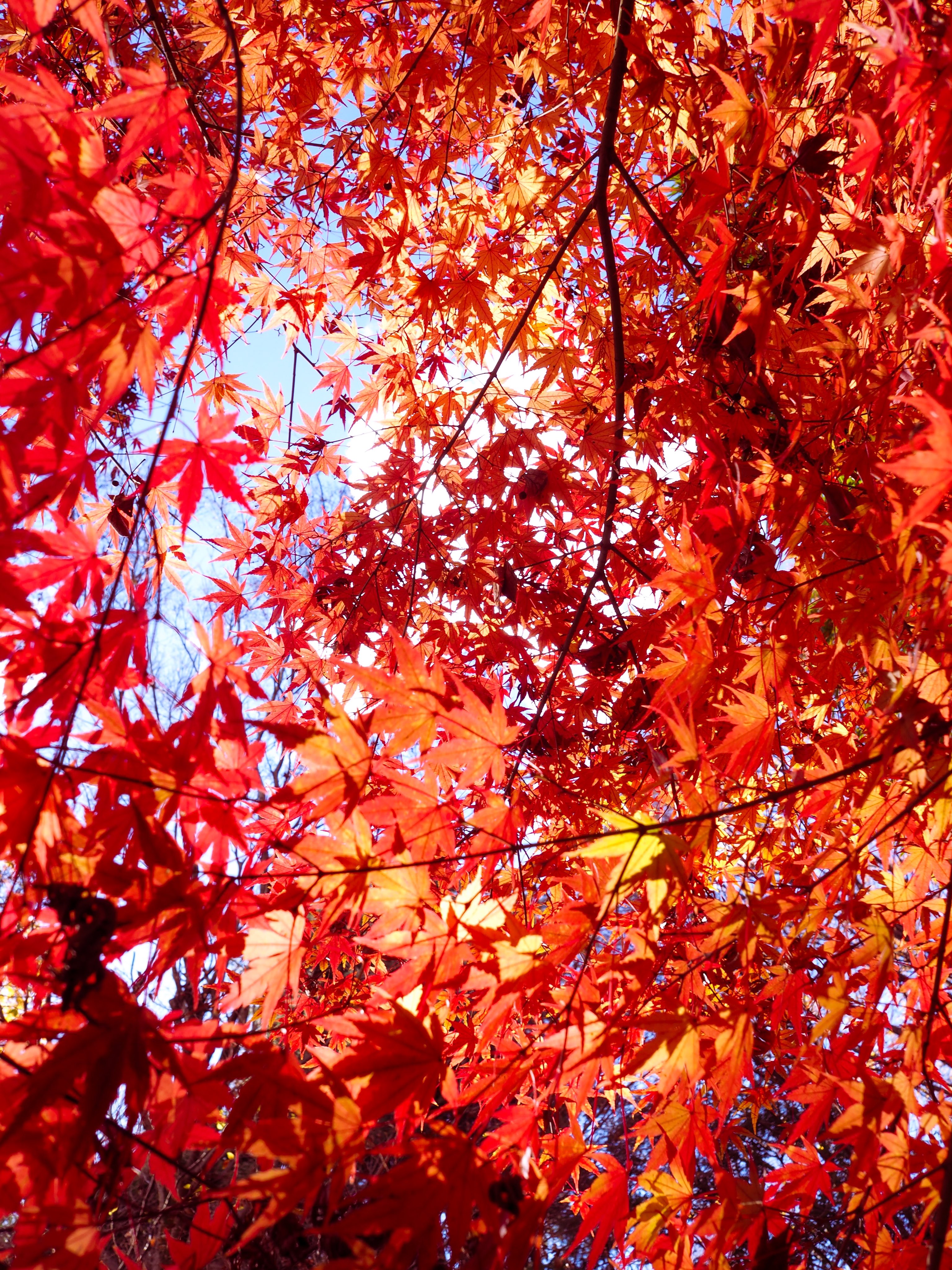 紅葉「い・ろ・は」 大切な想い出。秋 紅葉「い・ろ・は」 大切な想い出。秋 色とりどりの紅葉と断崖
