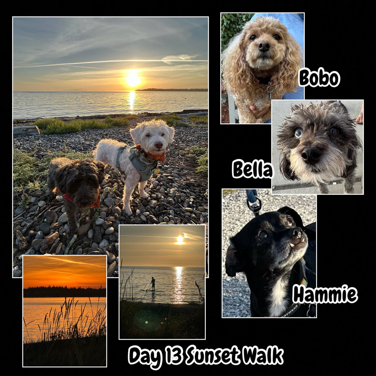 🚙Zee Girls’ 🇨🇦 Adventure
Day 13, Sunset

Bobo the Badass is a neighbor in the cottage where we stayed! 

Bella is the first Schnauzie-poo like us that we have ever met &amp; has one blue and one brown eye!

Love Hammie’s side-eye, like “Really, Mom!” 😄

Heading home in the morning!