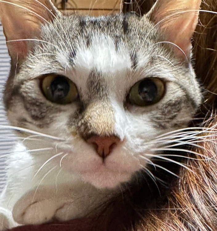 10月13日(月祝)正午から15時開催
福島市市民センターで猫ちゃんの譲渡会
🐱参加猫ちゃん紹介🐱
1歳3ヶ月の女の子ボーちゃん
ワクチン不妊手術完了ウイルス検査陰性
さみしがりやさんで甘えん坊。抱っこをねだります。萌え萌え！ずきゅんですね🐱
猫飼い初心者さんOK
 #保護猫  #譲渡会  #福島