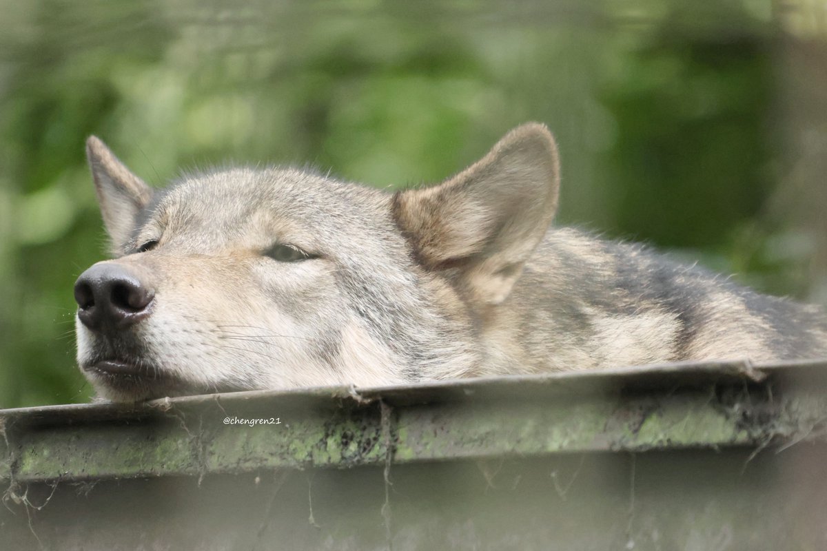 アゴ置きゼン #富山市ファミリーパーク #シンリンオオカミ