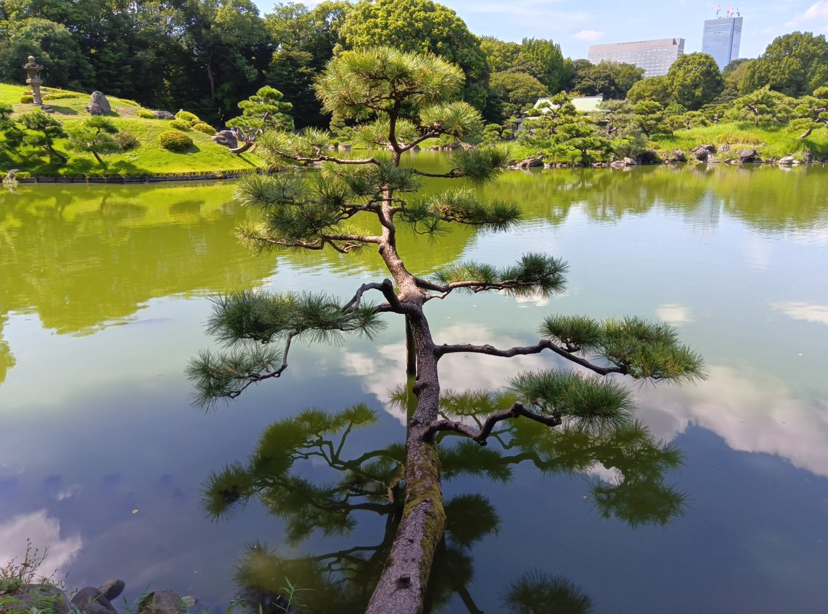 KiyosumiTeien's tweet image. ＃清澄庭園 の流枝(なげし)の松

＃東京 ＃江東区
＃清澄白河 ＃大江戸線 ＃半蔵門線
＃クロマツ ＃黒松 ＃大泉水