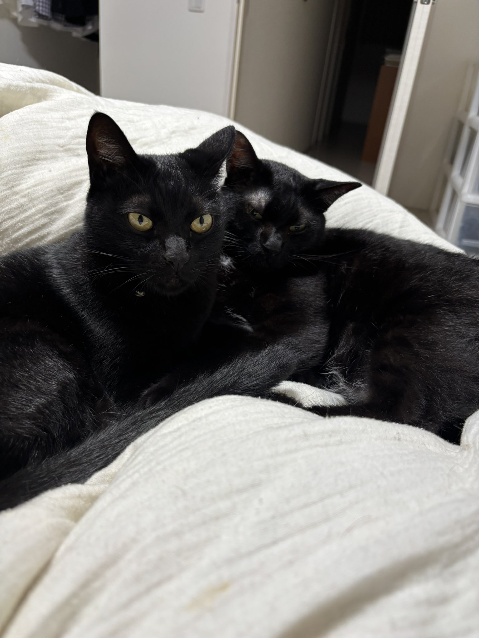 黒猫 羽鳥 一羽 on X: 