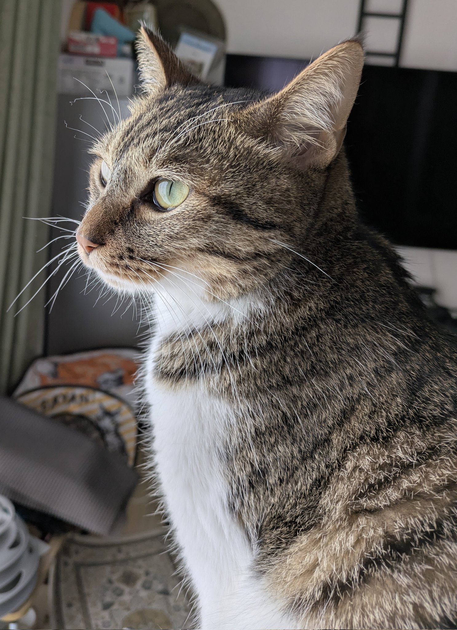 桜ねこ on X: 