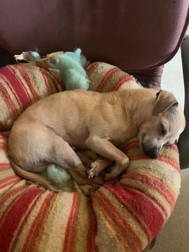 Memory with Axel from 2019

When your cat bed explodes in the middle of a nap and your to tired to notice!