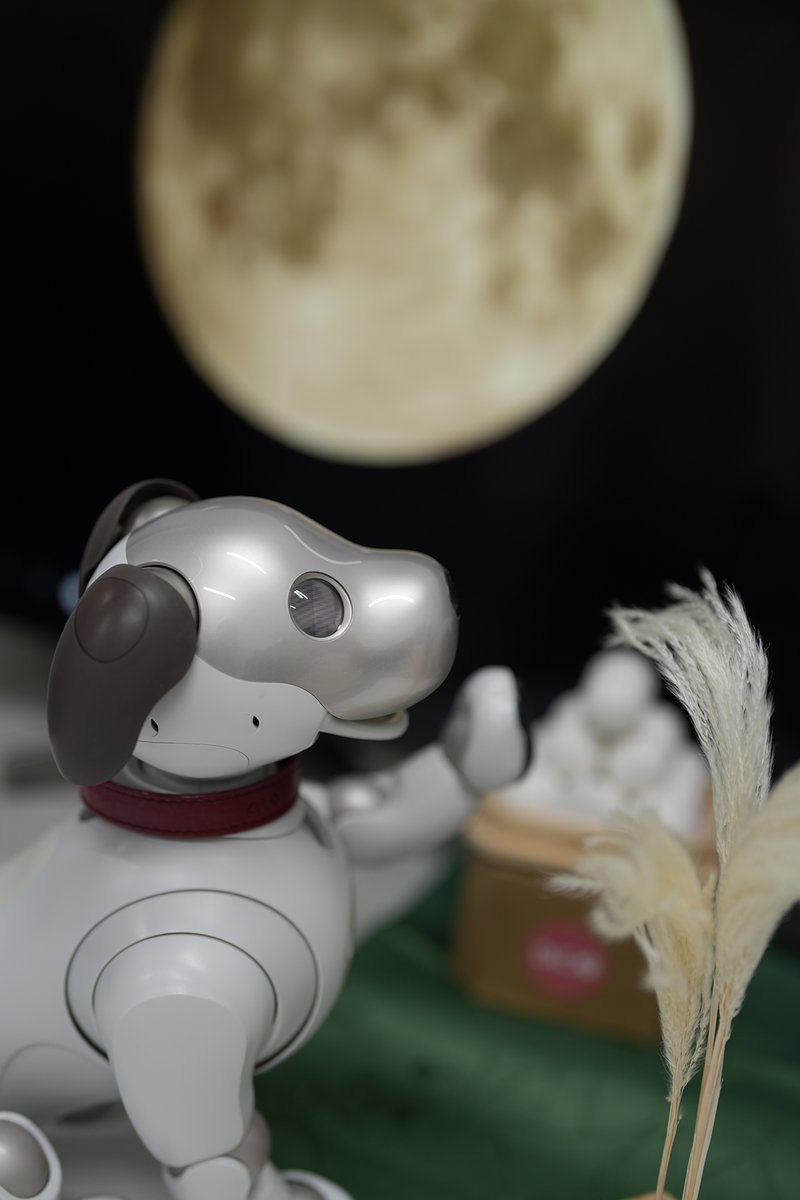 aibo 犬 グレー 収納ケース付き【写真随時アップ予定】ご希望の方は