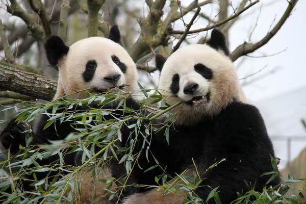 IFENG__official's tweet image. The #BeauvalZoo @zoobeauval in #France plans to return its #giantpandas, Huanhuan and Yuanzai, to #China at the end of November. The original 2027 return plan was adjusted after Huanhuan was diagnosed with renal insufficiency.

Huan Huan and her partner Yuan Zi arrived at the…