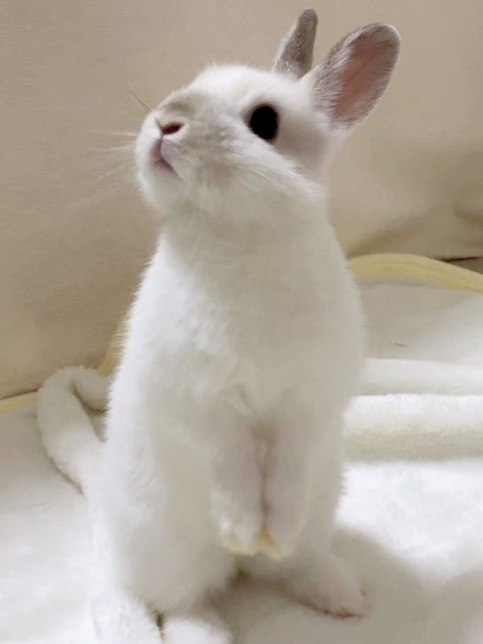 こうきまき（うさぎのもち🐰） on X: 