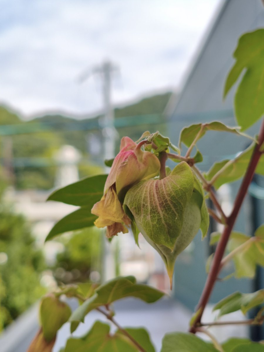 G6FFaMLgW9Mhex4's tweet image. 🌱【コットン観察日記】
左：花が咲き終わったところ
右：実に変わっていく途中…
この後あの「ふわふわ綿」が飛び出す予定です✨

見た目はなんか食べれそうやけど――食べられません😂
でも油は取れるという不思議。

#ベランダ菜園
#コットン
#昼の部
#綿花