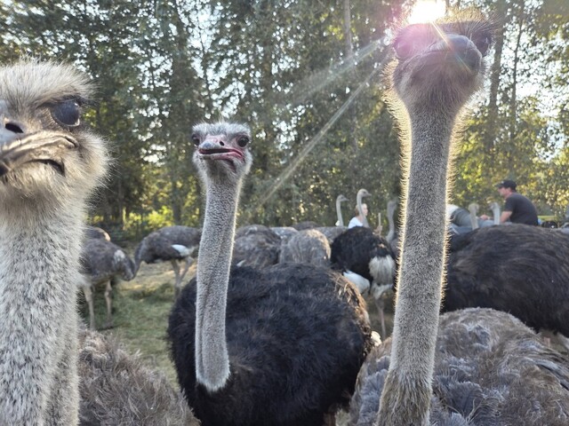 TYRANNICAL $80 MILLION DOLLAR OSTRICH FARM FINE THREAT

The CFIA threatened the Ostrich farm with a $200,000 fine for EACH bird they dare to test. They have about 400 birds, so that means a roughly EIGHTY MILLION DOLLAR FINE if they test their animals and prove they're healthy.
