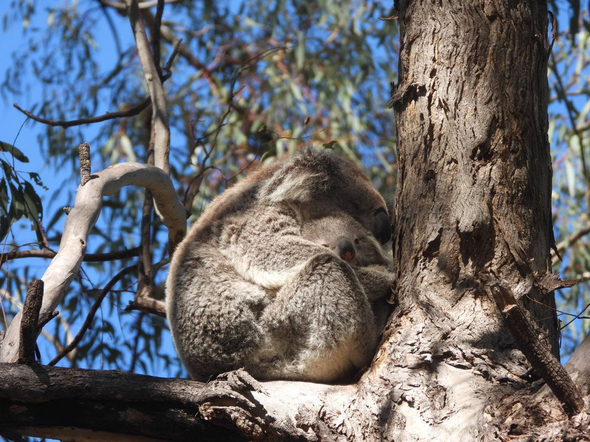 CentreMehi's tweet image. Love our fur babies are having babies of their own at Warialda. Yes, our own Gwydir #Koala doing Ok. They're survivors like us, just keep going despite all the odds.