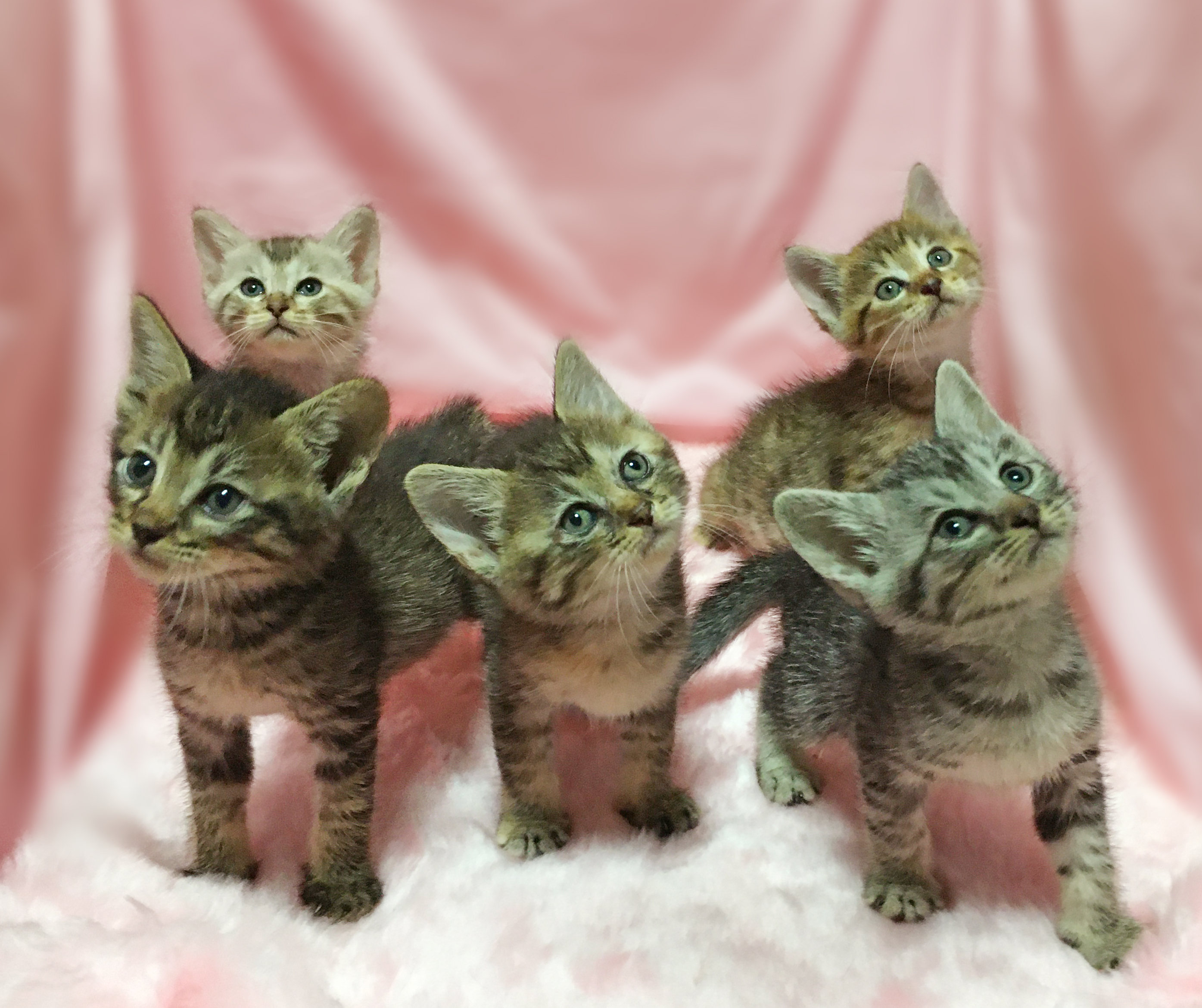 はるか🐈里親募集中 on X: 