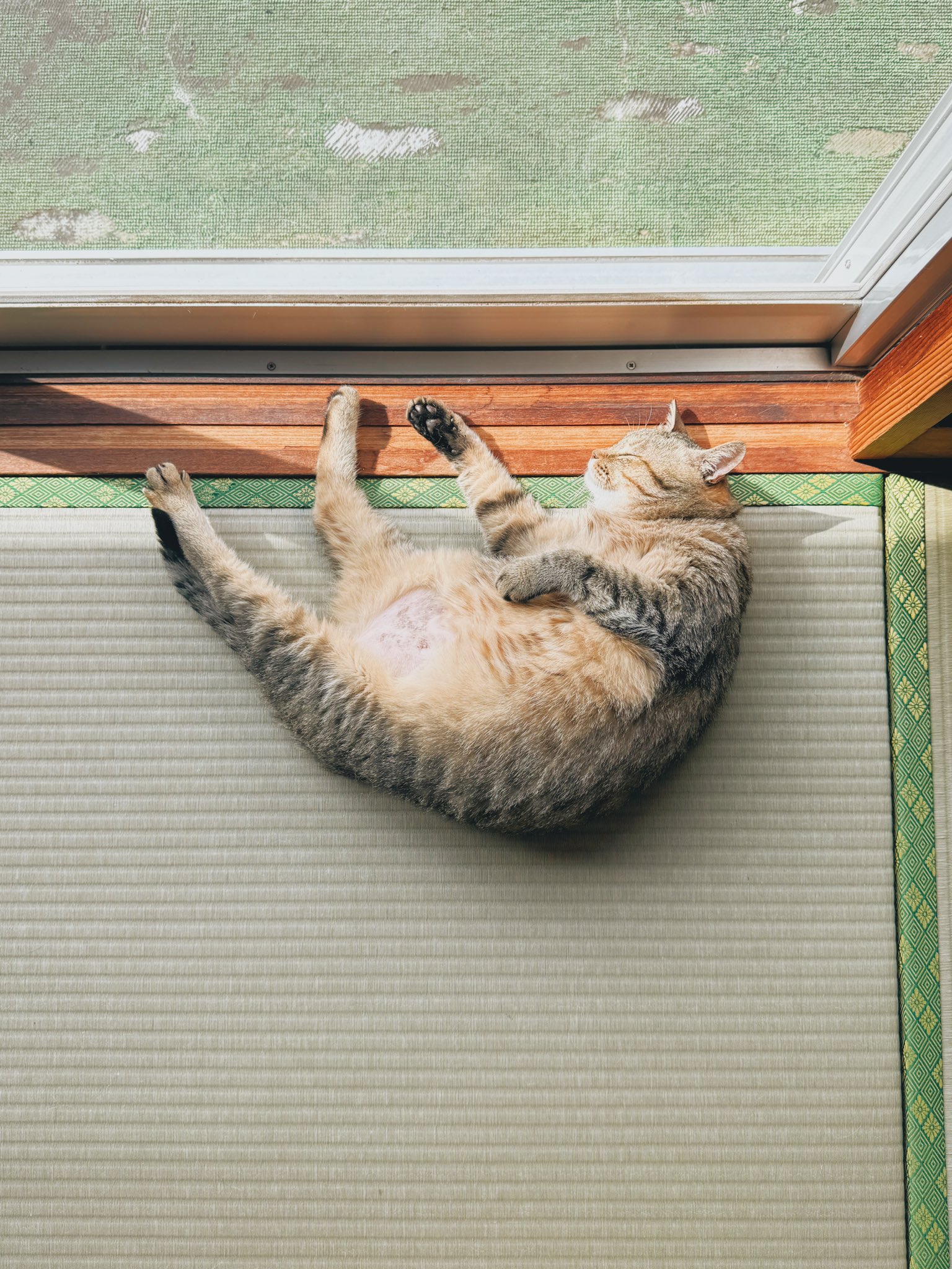 失敗される猫 城 on X: 