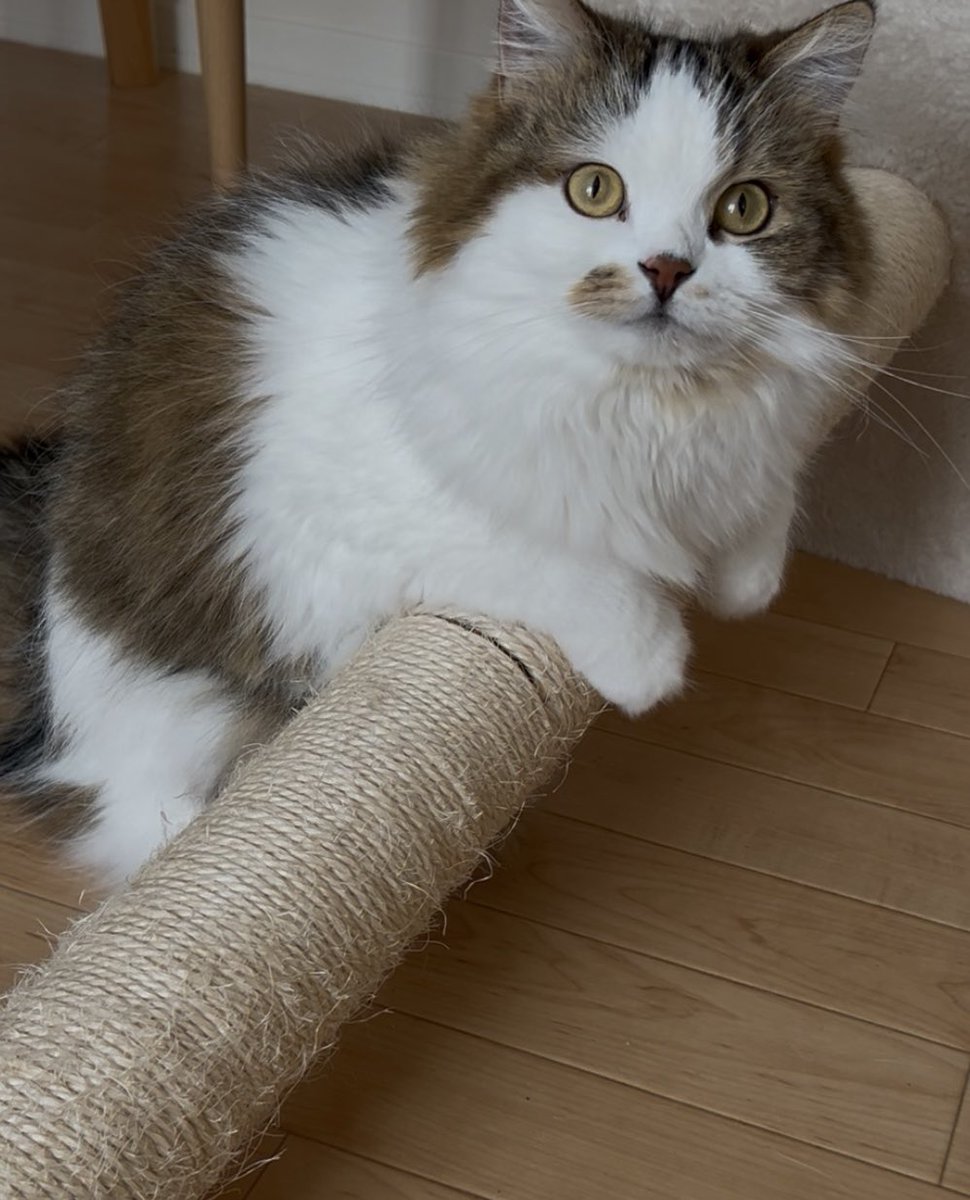 河バターチキンカレー(・ⅹ・） (@19971120Suki) / Posts / X