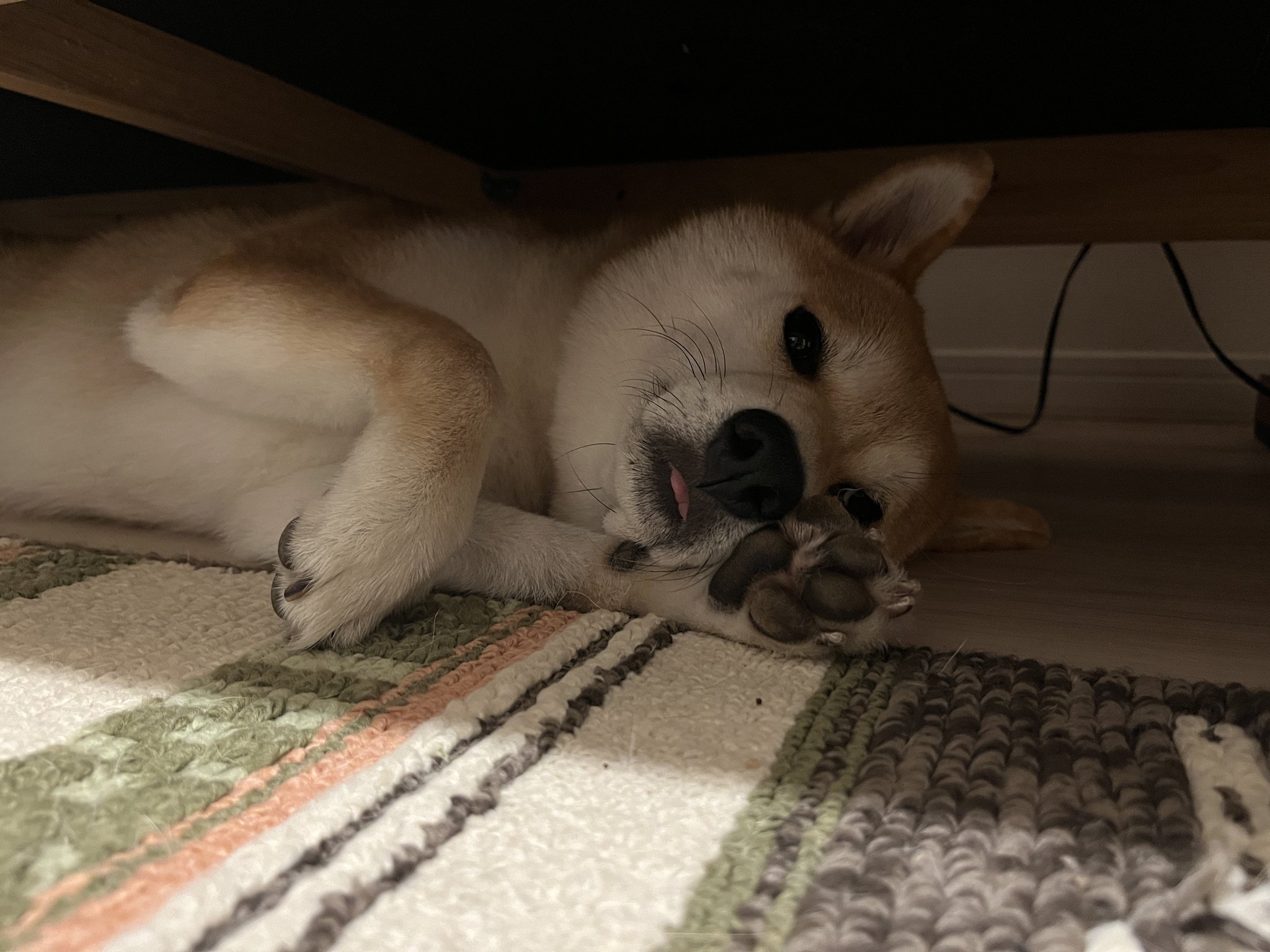 もなかまるページです。 名犬もなかまる on X: 