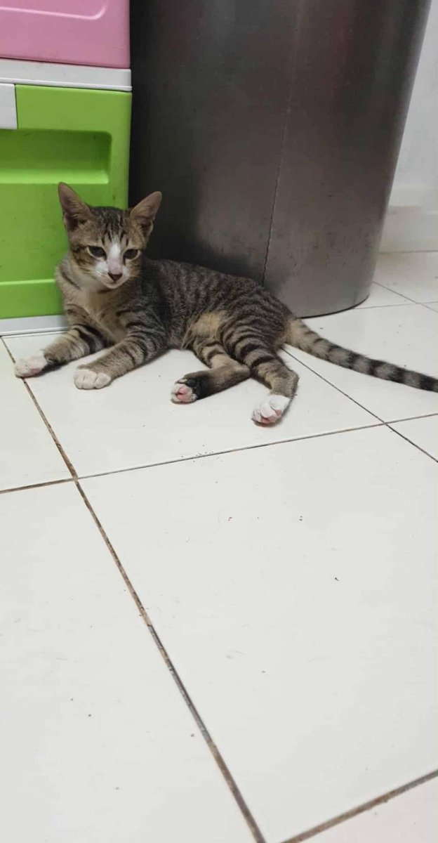 🏠หาบ้านให้น้องแมว🏠

แมวทั้ง16 ตัว เป็นแมวที่ถูกเลี้ยงอยู่ในห้องเช่าเล็ก เล็กมีพื้นที่นิดเดียวคะเลี้ยงง่ายคะ อาหารแมวให้เป็นอาหารเม็ดคะ แต่กินข้าวได้คะ เจ้าของมีความจำเป็นที่ต้องหาบ้านให้น้องอยู่ใหม่คะ เพราะไม่สะดวก 
กลัวน้องจะไปรบกวนห้องอื่นคะ และเรื่องพื้นที่ไม่พอ