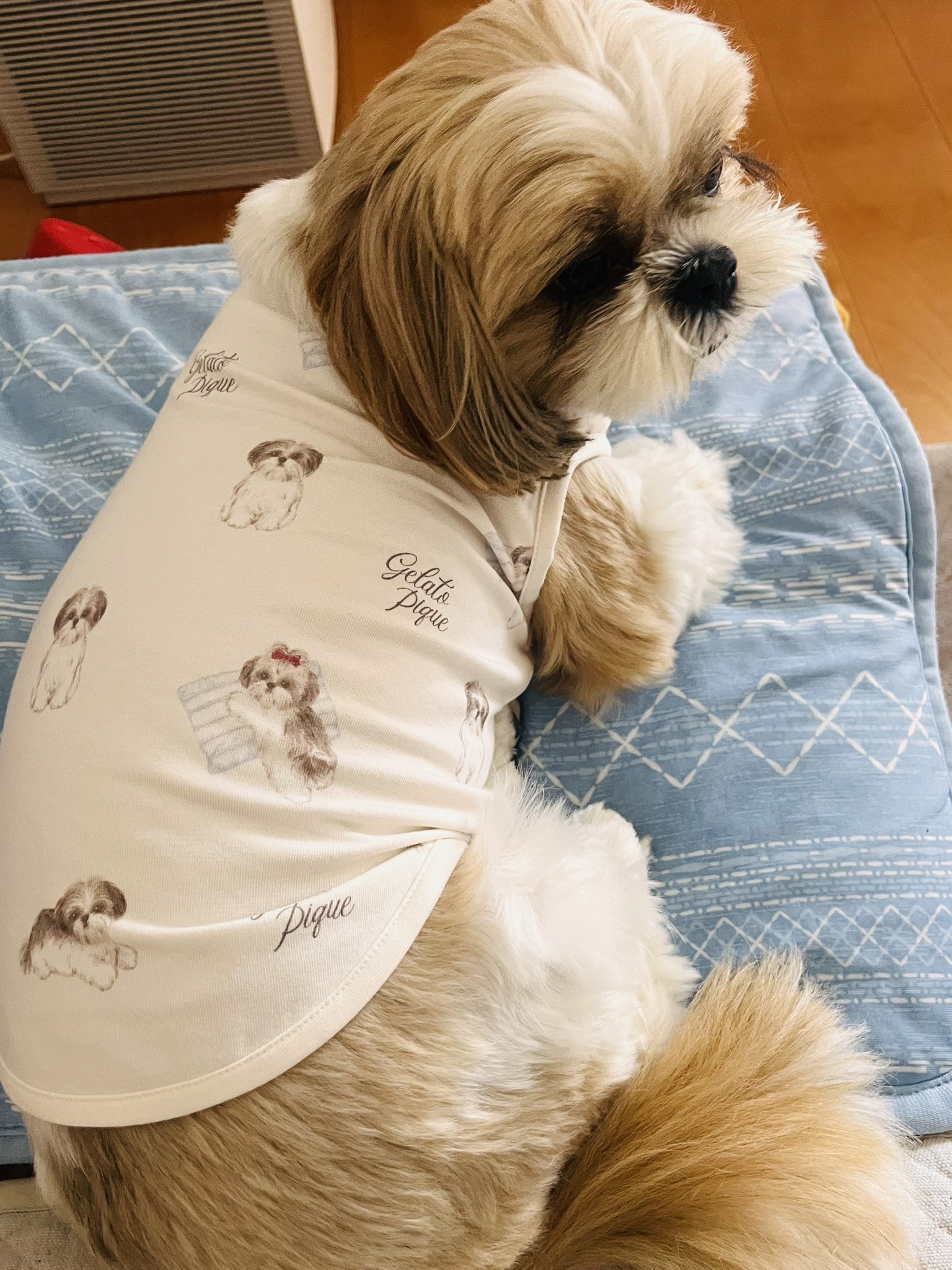 【SOLD】お正月❁飾り シーズー シーズーのお嬢さん (@Ojousan_ShihTzu) / Posts / X
