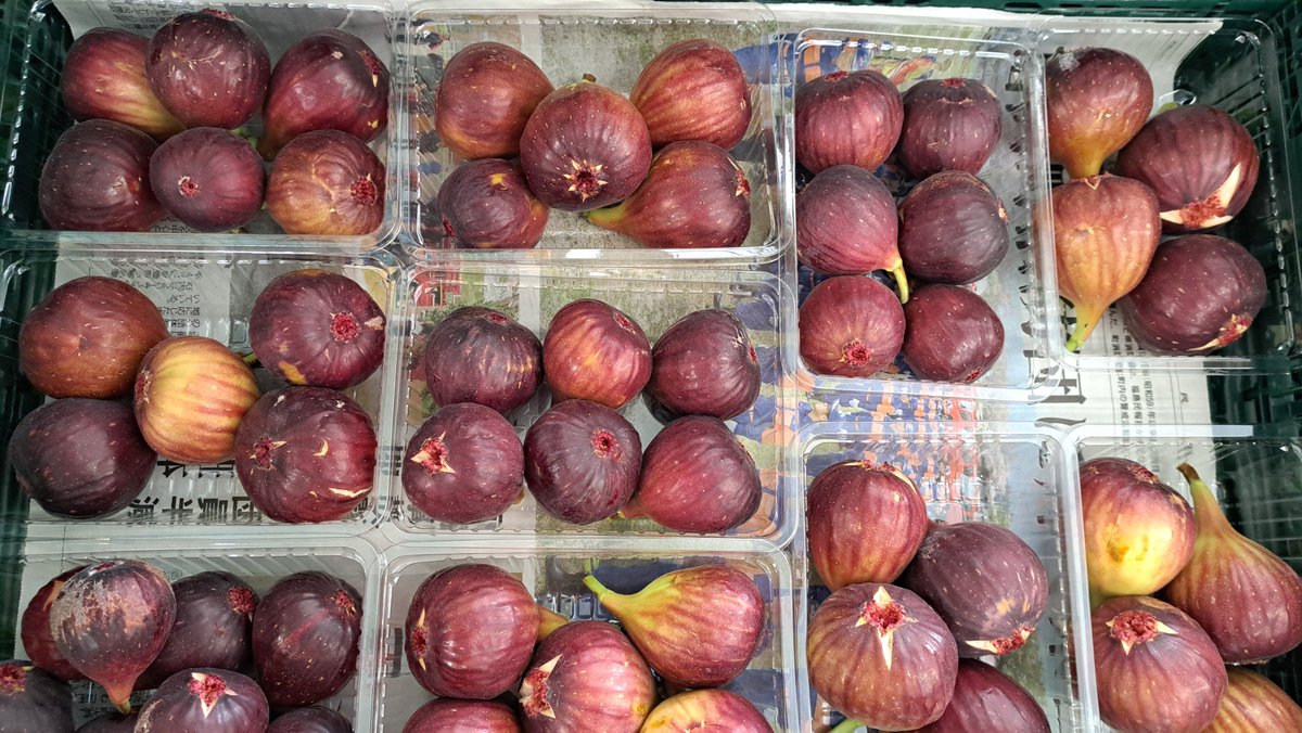 いちじくページ The LSU Fig Collection LSU シリーズ イチジク(Dr. Ed O'Rourke