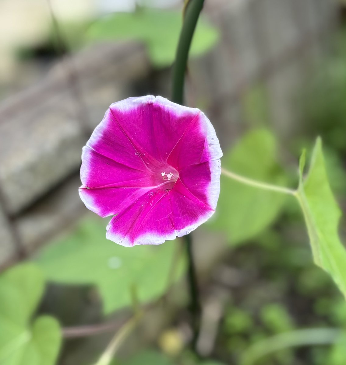 プリティ (@E76Pb9ECgMBSP4D) / X