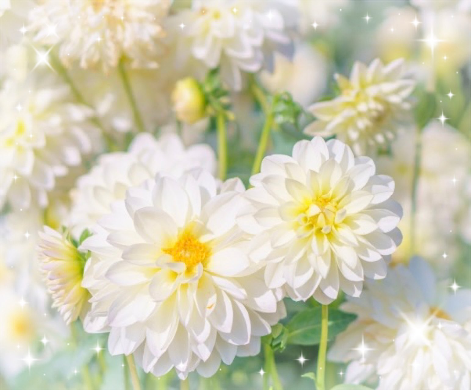 ダリア（感謝） ✞🌹Rose🌹✞～ on X: 