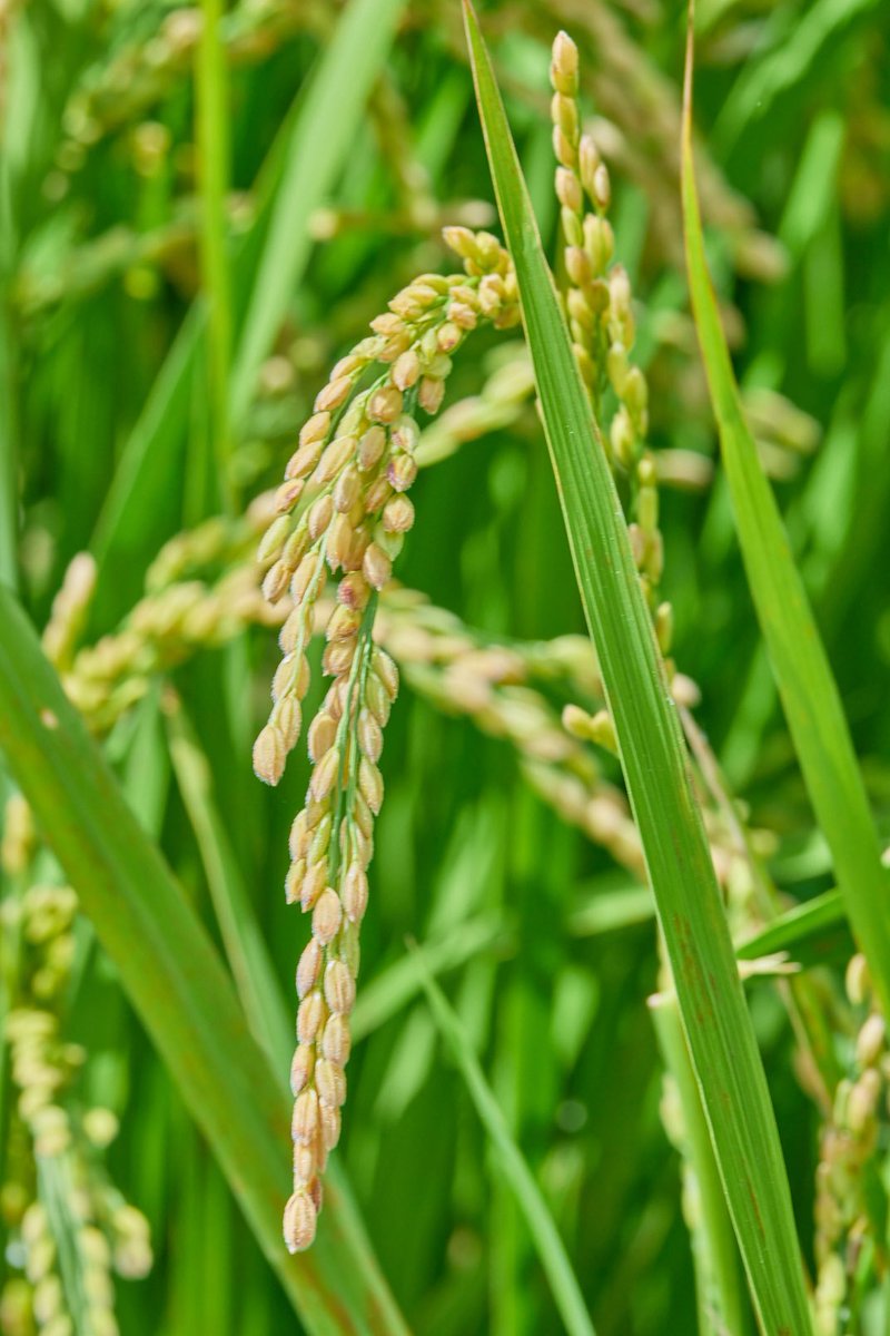 towaphotography's tweet image. 📷by me #ricefield #ibaraki #Japan #harvest 

鈴木さんの水田
#茨城県 #日本

美味しいお米をありがとうございます！🙏✨

instagram.com/p/DO-ISqdEq3K/…