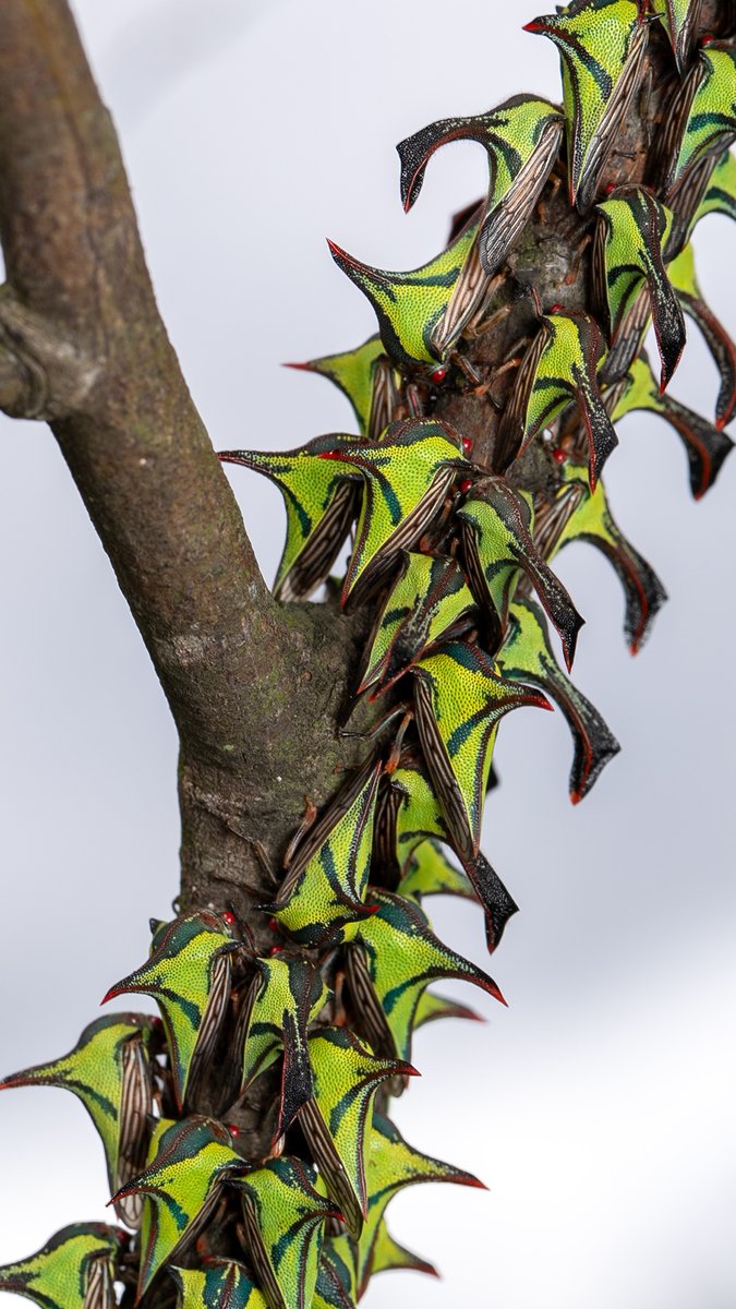 今日のバラトゲツノゼミファミリー　#ツノゼミGO
トゲのない枝をトゲのある枝に見せる家族団結型擬態