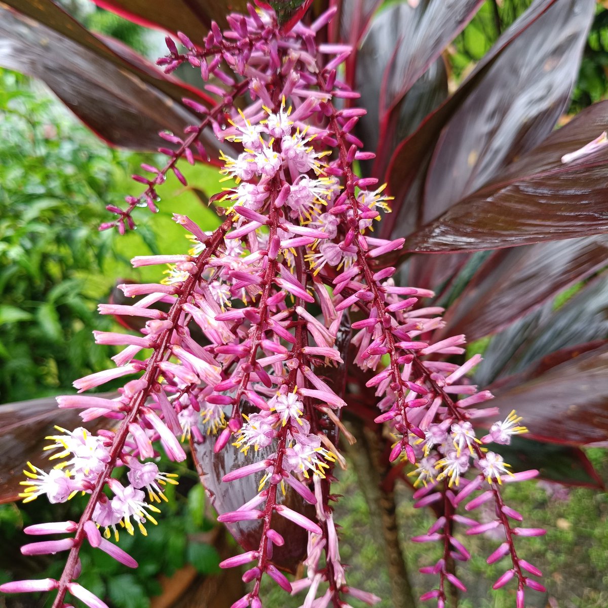 Tropical elegance in bloom. ✨ The Ti plant's vibrant colors and delicate flowers bring a touch of paradise.

#NaturePhotography #plants #NatureLovers