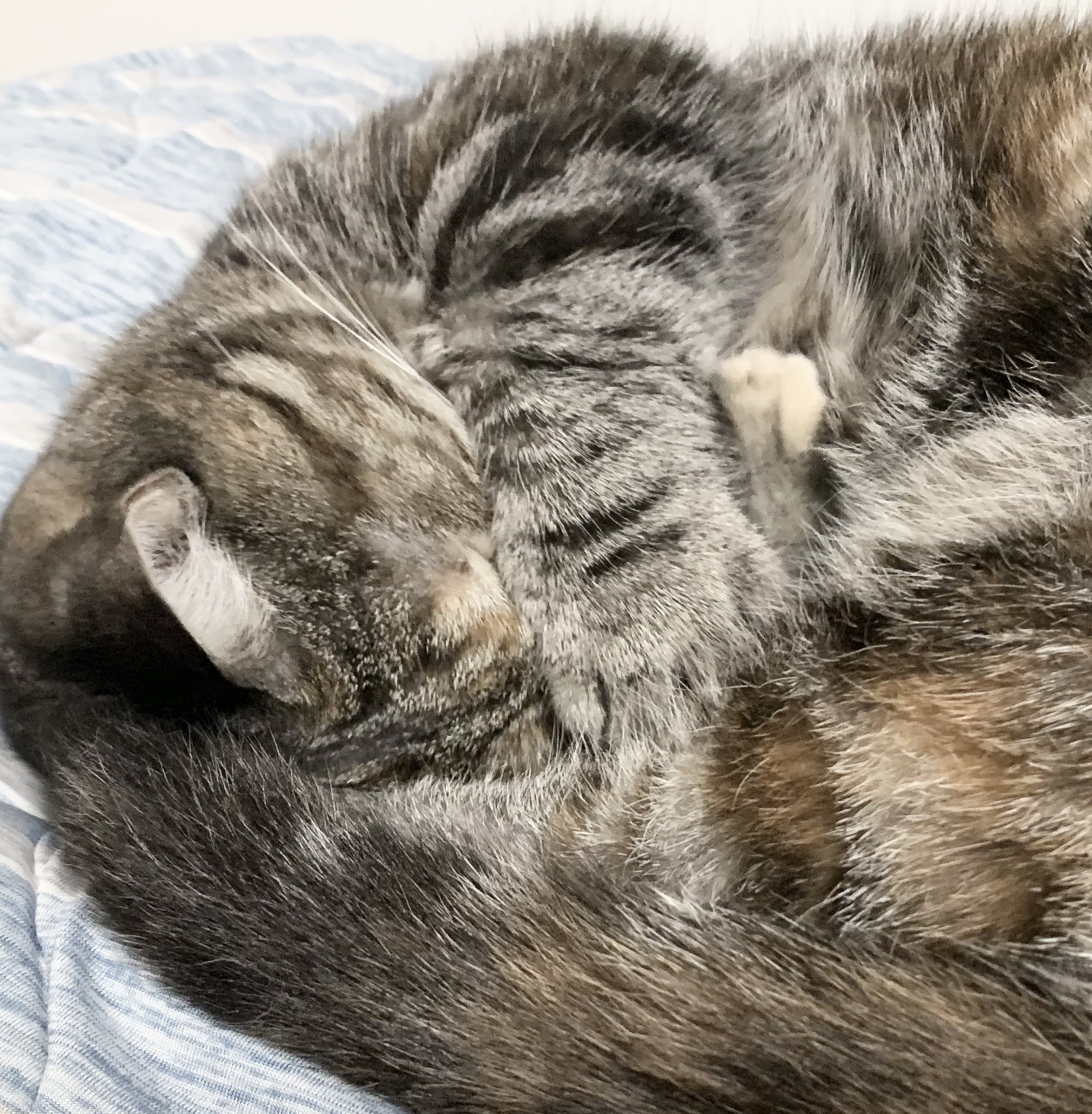 ねこ⭐︎° Amazon | FUKUMARU 猫用L字型スクラッチャー 猫 猫用 爪とぎ 爪