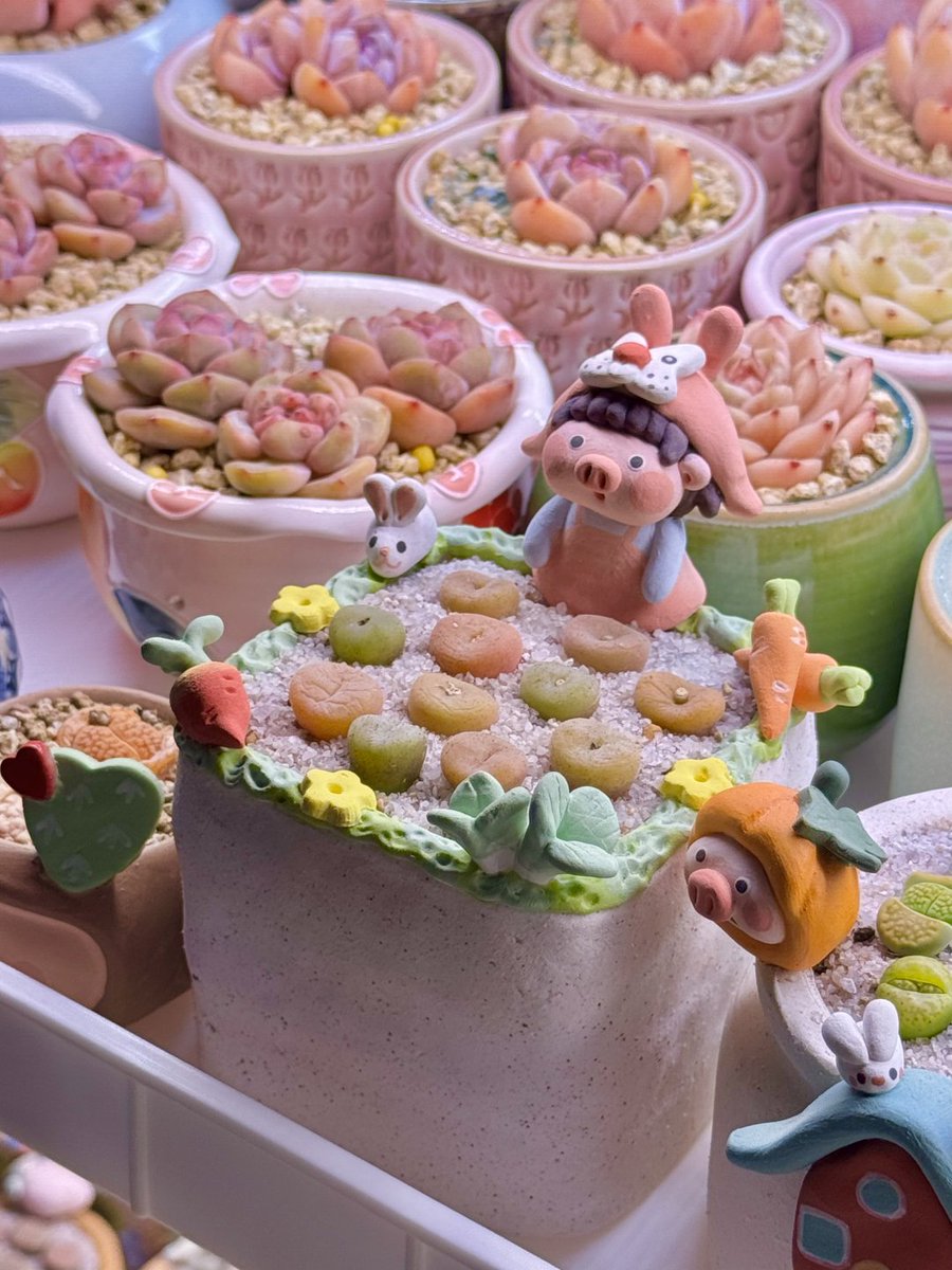 多肉植物にはそれぞれ個性があります。外向的で鉢から勢いよく飛び出すものもあれば、内向的で成長が遅いものもあります。あなたのお宅では、どちらの性格の多肉植物が一番多いですか？😄