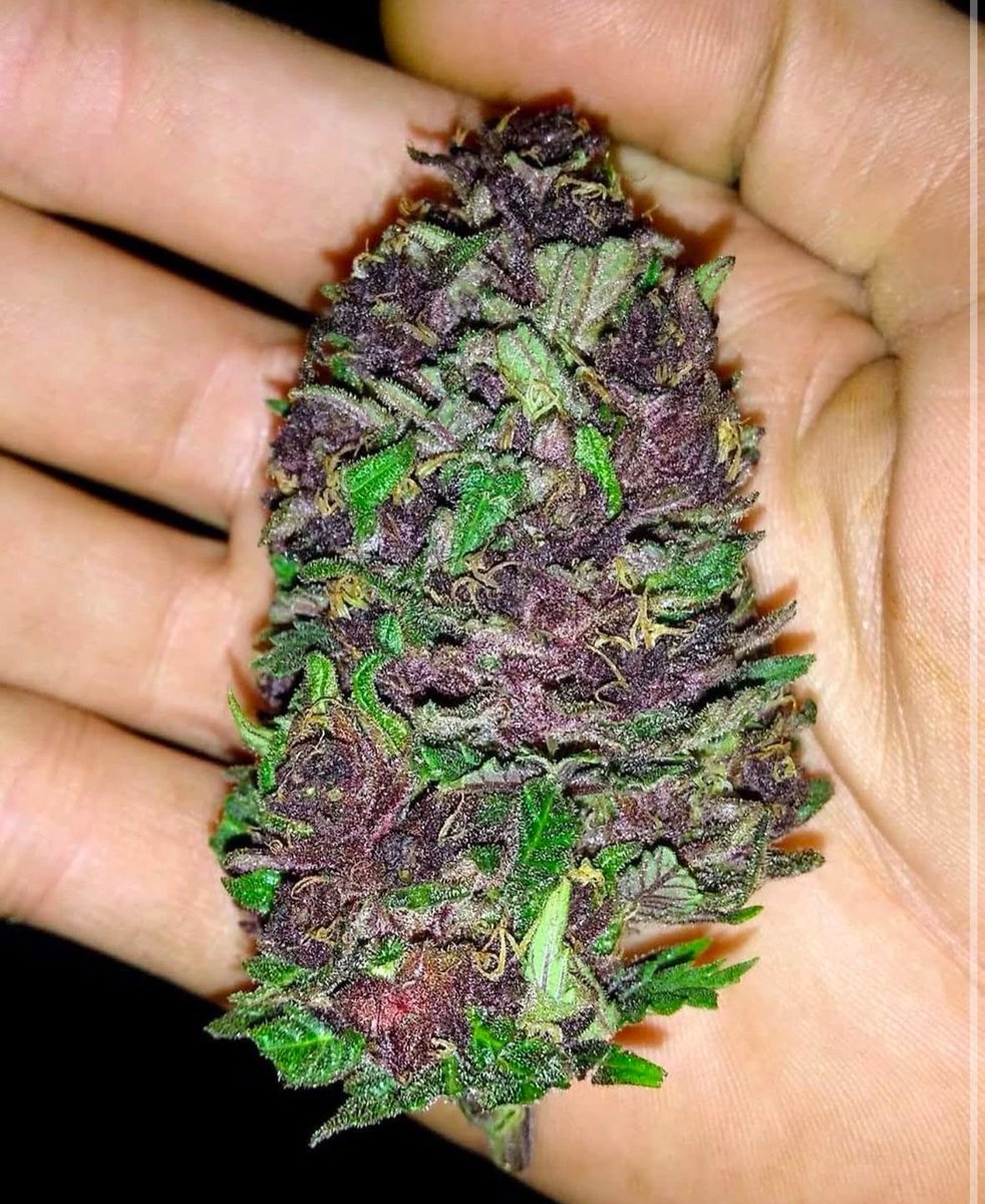 _StonersRUs_'s tweet photo. Purple Kush 😍🔥 https://t.co/hpVsRIpcHO