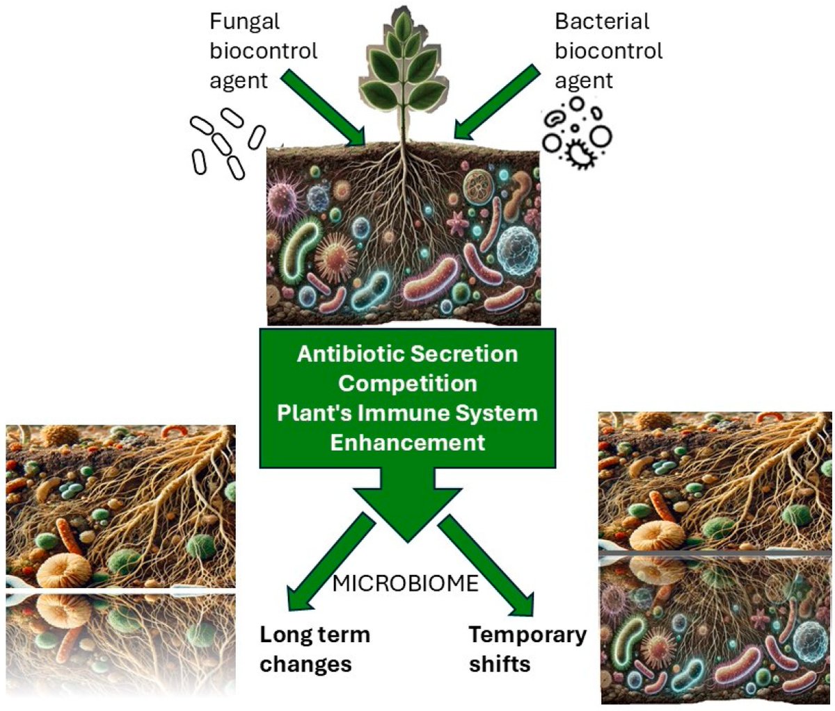 Micro_MDPI's tweet image. 🌱 Mini-review explores how biocontrol agents shape plant microbiomes.
🔬 Introducing non-native microbes can alter microbial diversity and composition, affecting plant health.
🔗 mdpi.com/2076-2607/13/2…
#PlantMicrobiome #Biocontrol