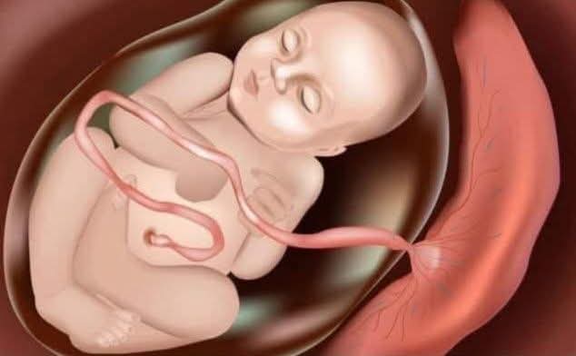 Anne karnındaki bir çocuğun ağzı gözü kulağı eli ayağı vardır. 
Halbuki bunların hiçbirine orada lüzum yoktur. 
Orada çocuk, gıdasını göbeğinden annesine bağlı bir hortumla almaktadır.

Şimdi bu çocuk:
Ya Rabbi dese şu hortum bana yetmektedir. 
Peki şu ağıza, şu göze, şu kulağa,