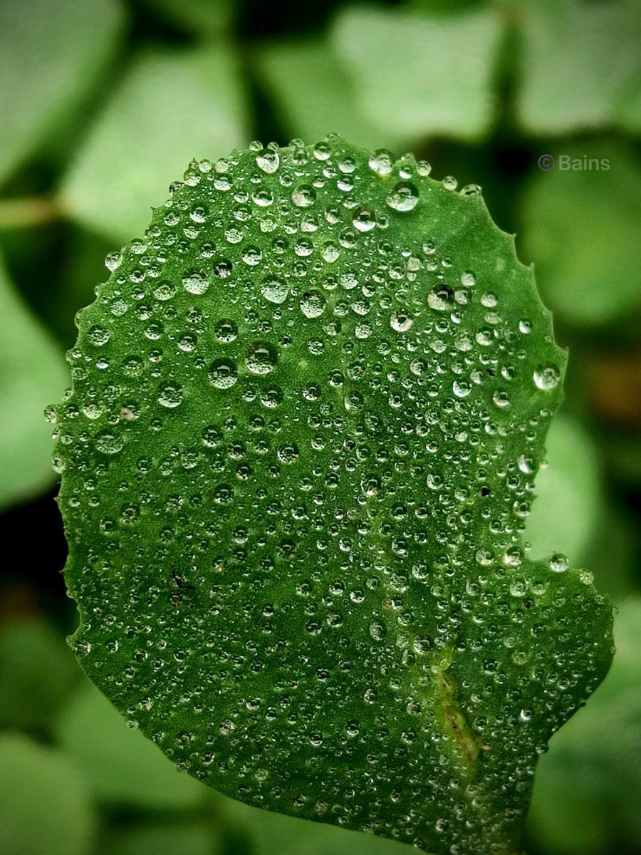 bkarishma360's tweet image. Good morning @x aspirants 🔥
If a drop of water falls in a lake, there is no identity.
But if it falls on a leaf it shines 🍀
So choose the best place where your ability shines..
Our Destiny is not created by the shoes we wear, but by the steps we take.
#xalgorithm #ability