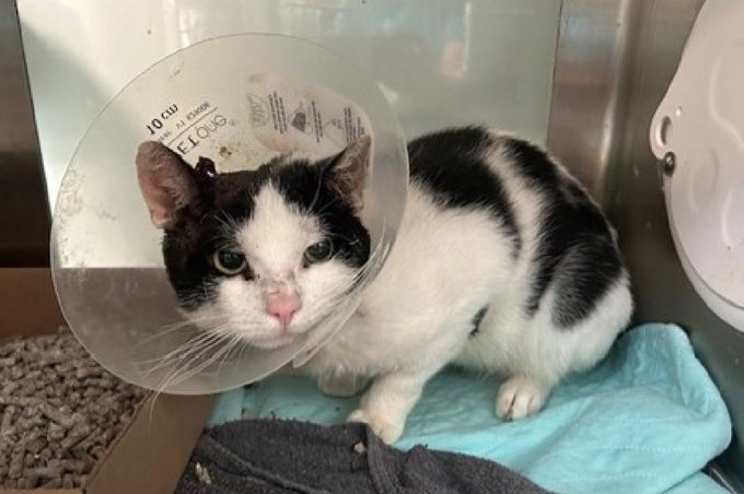 The time is short and the danger real
&amp; we can save "MacAroni" I really feel!
When a cat is fearful &amp; sad at NYC ACC
it's their excuse to KILL &amp; will always be!
Adopt if you live in #NewYork town
&amp; love will quickly remove the frown!
Pledge &amp; Tag <a href="/AdamsPaulGrimke/">Kayleigh Spencer</a>
LAST CALL! 🙏