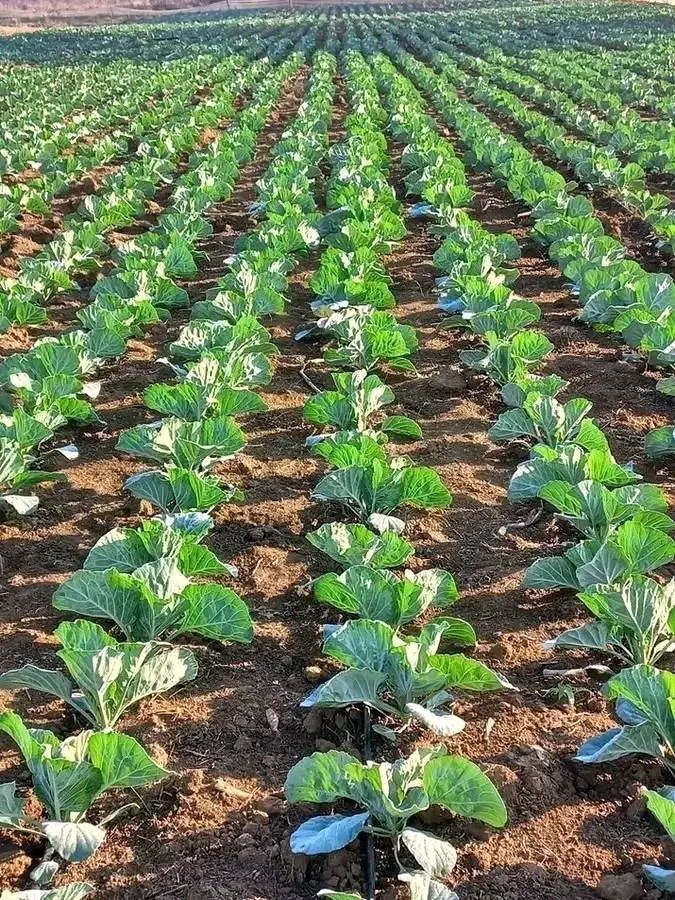 Nsengim12479693's tweet image. Did you know? 🌱
Urea (46% N) is a top fertilizer for cabbage, boosting leafy growth, vibrant color &amp;amp; rapid development. Apply at the right stage, with good soil &amp;amp; moisture, to avoid over-fertilization and maximize yields. #Farming #Cabbage